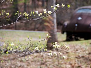 Preview wallpaper branch, flowers, car, motion blur