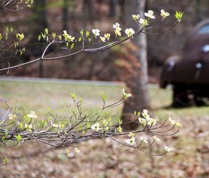 Preview wallpaper branch, flowers, car, motion blur