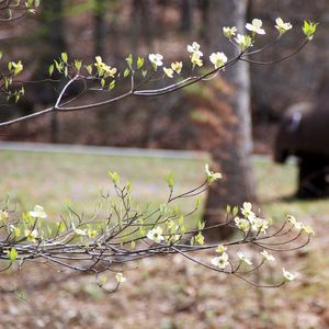 Preview wallpaper branch, flowers, car, motion blur