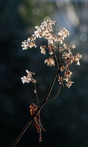 Preview wallpaper branch, flowers, dry, light, macro