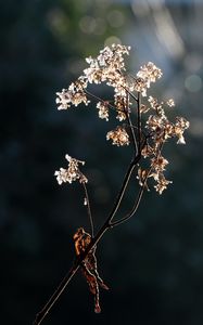 Preview wallpaper branch, flowers, dry, light, macro