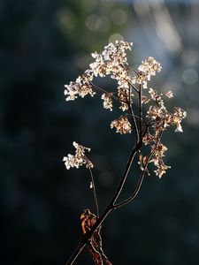 Preview wallpaper branch, flowers, dry, light, macro