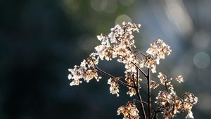 Preview wallpaper branch, flowers, dry, light, macro