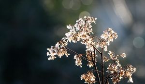 Preview wallpaper branch, flowers, dry, light, macro