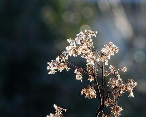 Preview wallpaper branch, flowers, dry, light, macro