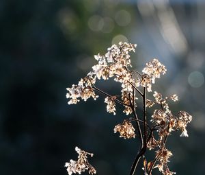 Preview wallpaper branch, flowers, dry, light, macro