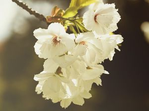 Preview wallpaper branch, flowers, flowering, spring