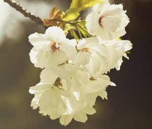 Preview wallpaper branch, flowers, flowering, spring