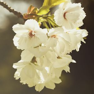Preview wallpaper branch, flowers, flowering, spring