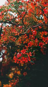 Preview wallpaper branch, flowers, flowering, bush