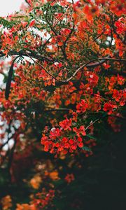Preview wallpaper branch, flowers, flowering, bush