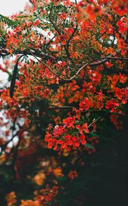 Preview wallpaper branch, flowers, flowering, bush