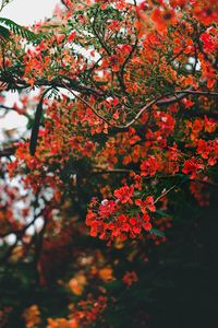 Preview wallpaper branch, flowers, flowering, bush