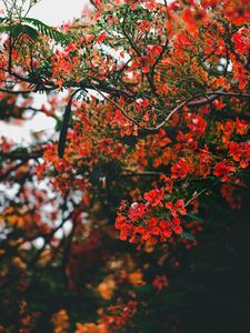 Preview wallpaper branch, flowers, flowering, bush