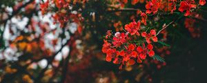 Preview wallpaper branch, flowers, flowering, bush