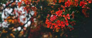 Preview wallpaper branch, flowers, flowering, bush