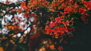 Preview wallpaper branch, flowers, flowering, bush