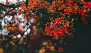 Preview wallpaper branch, flowers, flowering, bush