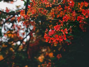 Preview wallpaper branch, flowers, flowering, bush