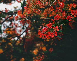 Preview wallpaper branch, flowers, flowering, bush