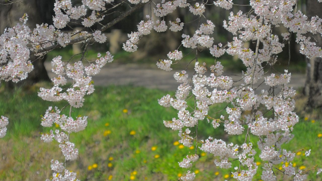 Wallpaper branch, flowers, grass, blossom, spring