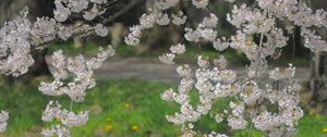 Preview wallpaper branch, flowers, grass, blossom, spring