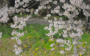 Preview wallpaper branch, flowers, grass, blossom, spring