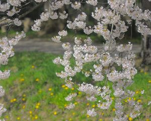 Preview wallpaper branch, flowers, grass, blossom, spring