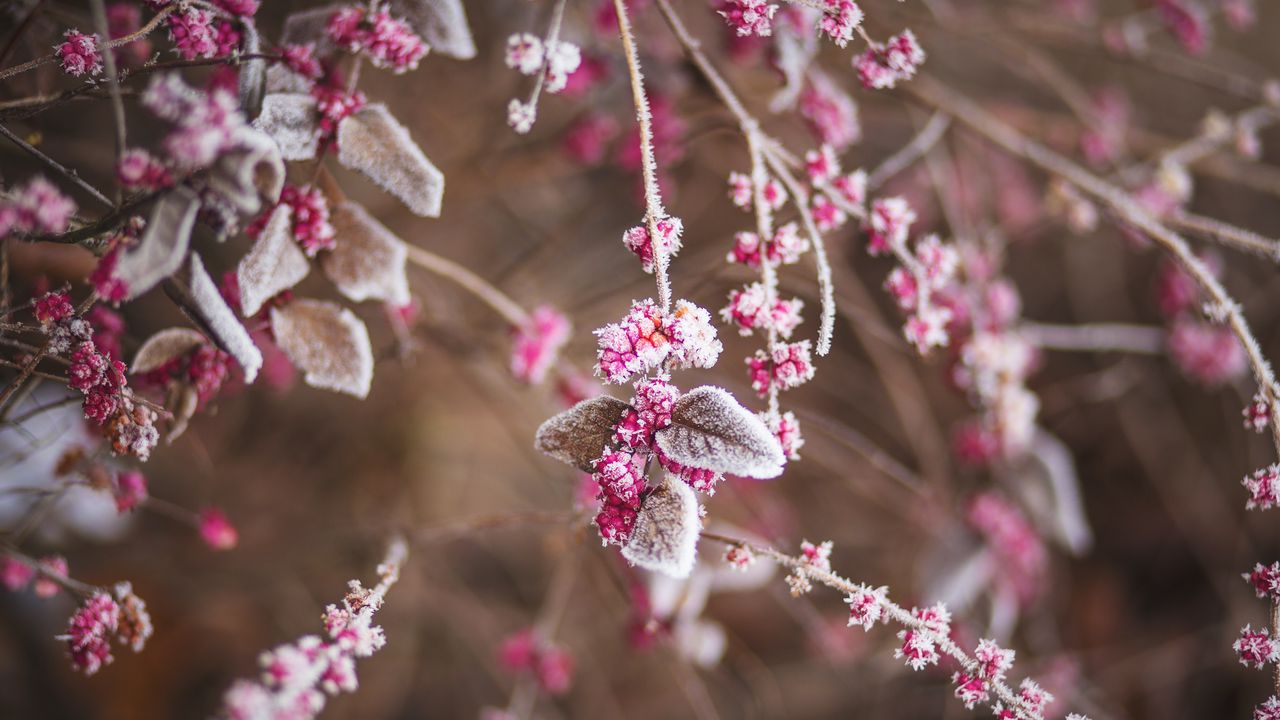 Wallpaper branch, flowers, hoarfrost, snow