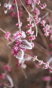 Preview wallpaper branch, flowers, hoarfrost, snow