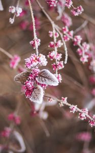 Preview wallpaper branch, flowers, hoarfrost, snow