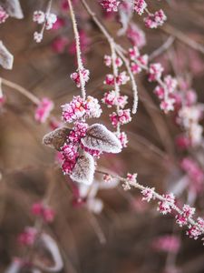 Preview wallpaper branch, flowers, hoarfrost, snow