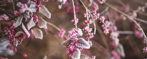 Preview wallpaper branch, flowers, hoarfrost, snow