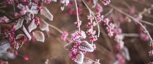 Preview wallpaper branch, flowers, hoarfrost, snow