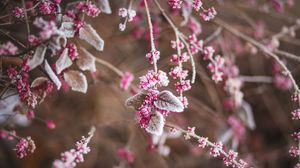 Preview wallpaper branch, flowers, hoarfrost, snow
