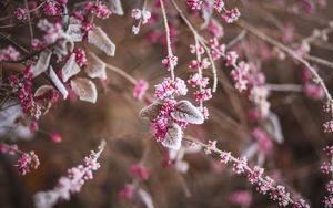 Preview wallpaper branch, flowers, hoarfrost, snow