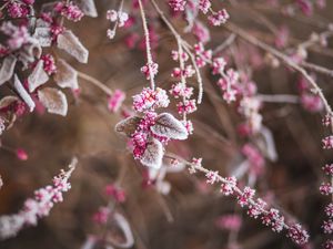 Preview wallpaper branch, flowers, hoarfrost, snow