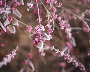 Preview wallpaper branch, flowers, hoarfrost, snow