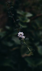 Preview wallpaper branch, flowers, leaves, flowering, plant