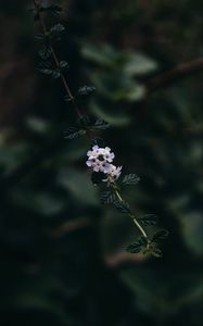 Preview wallpaper branch, flowers, leaves, flowering, plant