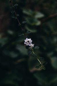Preview wallpaper branch, flowers, leaves, flowering, plant
