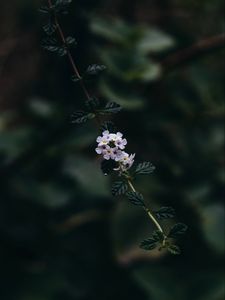 Preview wallpaper branch, flowers, leaves, flowering, plant