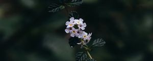Preview wallpaper branch, flowers, leaves, flowering, plant