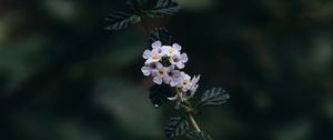 Preview wallpaper branch, flowers, leaves, flowering, plant