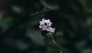 Preview wallpaper branch, flowers, leaves, flowering, plant