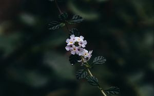 Preview wallpaper branch, flowers, leaves, flowering, plant