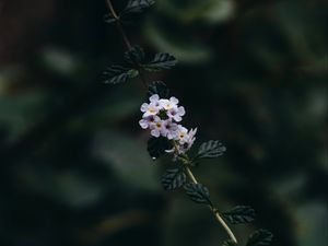 Preview wallpaper branch, flowers, leaves, flowering, plant