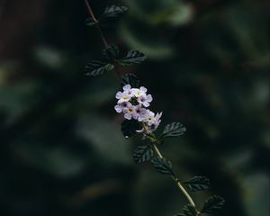 Preview wallpaper branch, flowers, leaves, flowering, plant