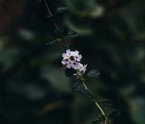 Preview wallpaper branch, flowers, leaves, flowering, plant