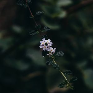 Preview wallpaper branch, flowers, leaves, flowering, plant